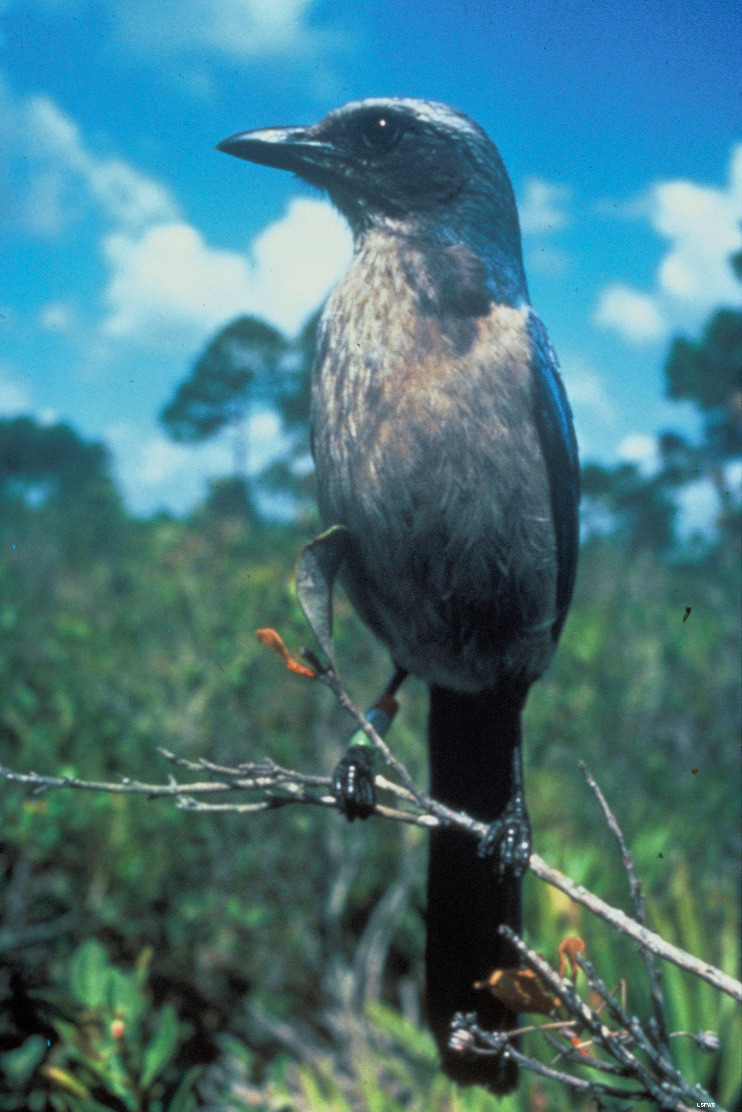 Florida Scrub-jay Florida Scrub-jay